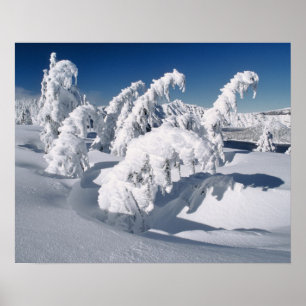 VS, Oregon, Crater Lake NP. Bomen vallen onder een Poster
