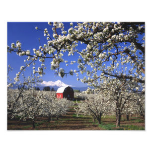 VS, Oregon, Hood River Valley, Perenboomgaard Foto Afdruk
