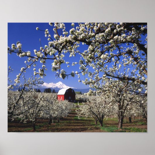 VS, Oregon, Hood River Valley, Perenboomgaard Poster (Voorkant)
