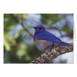 VS, Oregon. Mannelijke westelijke blauwe lijster