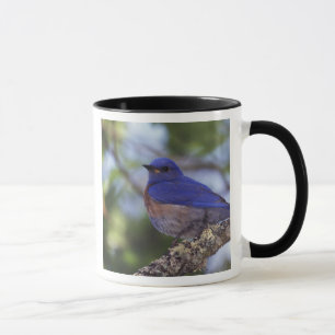 VS, Oregon. Mannelijke westelijke blauwe lijster Mok