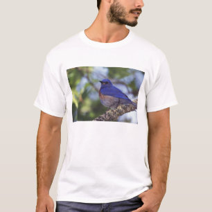 VS, Oregon. Mannelijke westelijke blauwe lijster T-shirt