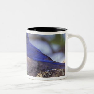 VS, Oregon. Mannelijke westelijke blauwe lijster Tweekleurige Koffiemok