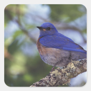VS, Oregon. Mannelijke westelijke blauwe lijster Vierkante Sticker