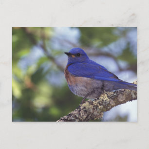 VS, Oregon. Mannelijke Western Bluebird Briefkaart