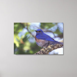 VS, Oregon. Mannelijke Western Bluebird Canvas Afdruk
