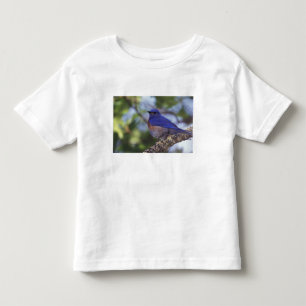 VS, Oregon. Mannelijke Western Bluebird Kinder Shirts
