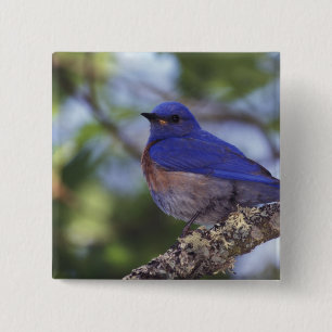 VS, Oregon. Mannelijke Western Bluebird Vierkante Button 5,1 Cm