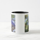 VS, Oregon. Mannelijke Westerne blauwvogel Mok (Midden)