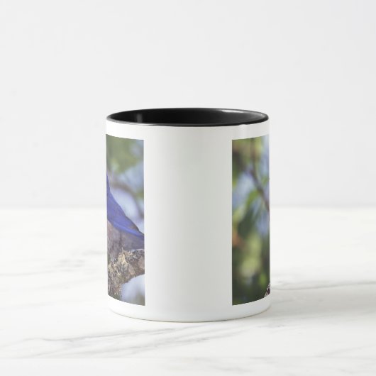 VS, Oregon. Mannelijke Westerne blauwvogel Mok (Midden)