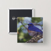 VS, Oregon. Mannelijke Westerne blauwvogel Vierkante Button 5,1 Cm (Voorkant /achterkant)