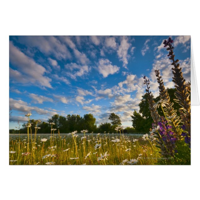VS, Oregon, Marion County, Meadow met (Voorkant Horizontaal)