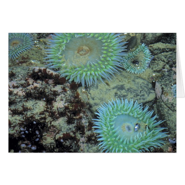 VS, Oregon, Nepture SP. Edel getinte zee (Voorkant Horizontaal)