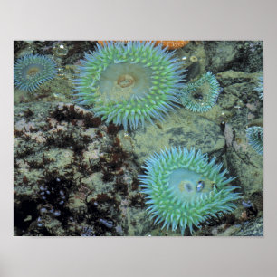 VS, Oregon, Nepture SP. Edel getinte zee Poster