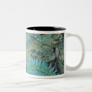 VS, Oregon, Nepture SP. Zee in juweelkleuren Tweekleurige Koffiemok