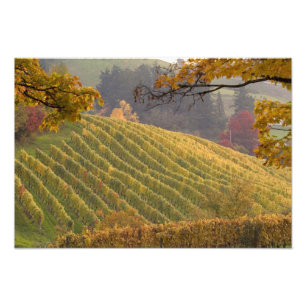 VS, Oregon, Newberg. Wijngaard in de herfst. Foto Afdruk