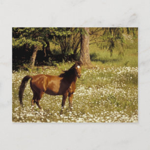 VS, Oregon. Paard in veld met madeliefjes Briefkaart
