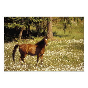 VS, Oregon. Paard in veld met madeliefjes Foto Afdruk