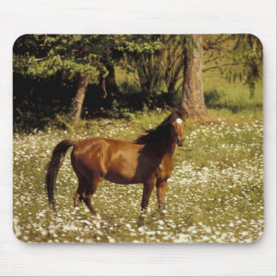 VS, Oregon. Paard in veld met madeliefjes Muismat