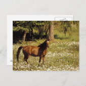 VS, Oregon. Paarden op het gebied van de madeliefj Briefkaart (Voorkant / Achterkant)