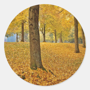 VS, Oregon, Portland. Amerikaanse Lindenbomen Ronde Sticker