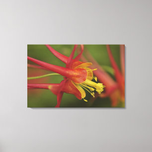 VS, Oregon, Portland. Close-up van akelei Canvas Afdruk