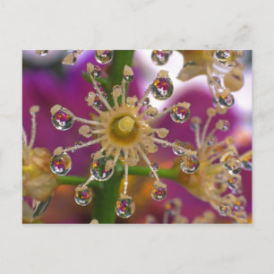 VS, Oregon, Portland. Cosmos bloemen weerspiegelen Briefkaart