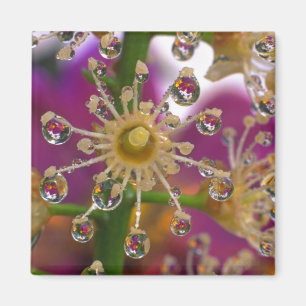 VS, Oregon, Portland. Cosmos bloemen weerspiegelen Magneet