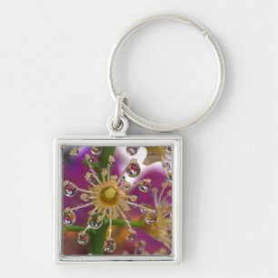 VS, Oregon, Portland. Cosmos bloemen weerspiegelen Sleutelhanger