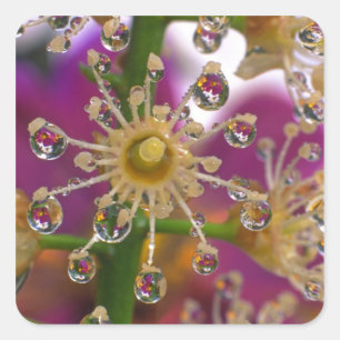 VS, Oregon, Portland. Cosmos bloemen weerspiegelen Vierkante Sticker