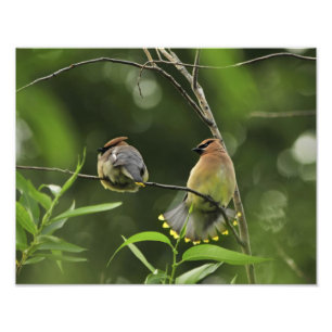 VS, Oregon, Portland. Mannelijke cediaarwasvogel Foto Afdruk