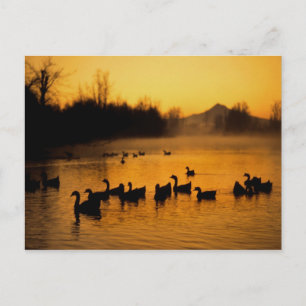 VS, Oregon, Portland. Watervogels in Columbia Briefkaart