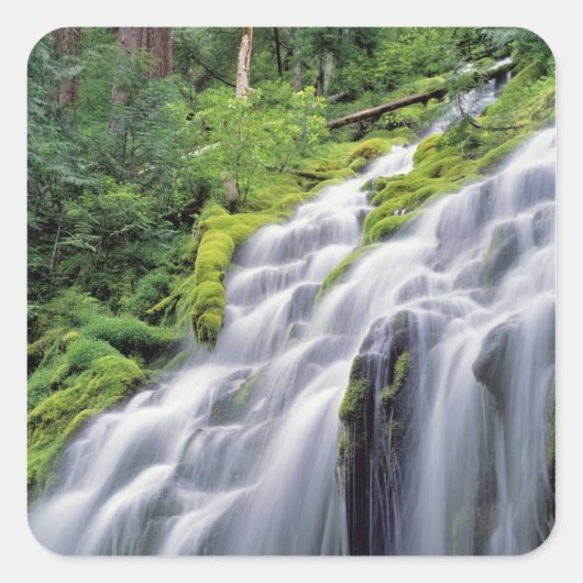 VS, Oregon, Proxy Falls. Proxy Falls stroomt Vierkante Sticker (Voorkant)