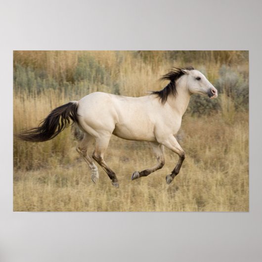 VS, Oregon, Seneca, Ponderosa Ranch. Paard Poster (Voorkant)