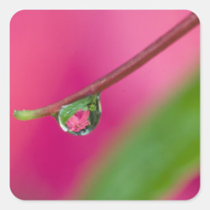 VS, Oregon, Shore Acres Gardens, Waterdruppel Vierkante Sticker
