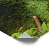 VS, Oregon, Silver Falls State Park. Lagere Poster (Hoek)