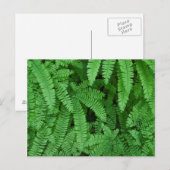 VS, Oregon, Silverton. Adiantum pedatum Briefkaart (Voorkant / Achterkant)