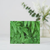 VS, Oregon, Silverton. Adiantum pedatum Briefkaart (Staand voorkant)
