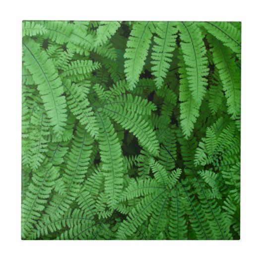 VS, Oregon, Silverton. Adiantum pedatum Tegeltje (Voorkant)