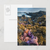 VS, Oregon. Starfish and zee sterren Briefkaart (Voorkant / Achterkant)