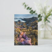 VS, Oregon. Starfish and zee sterren Briefkaart (Staand voorkant)