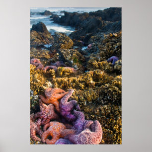 VS, Oregon. Starfish and zee sterren Poster