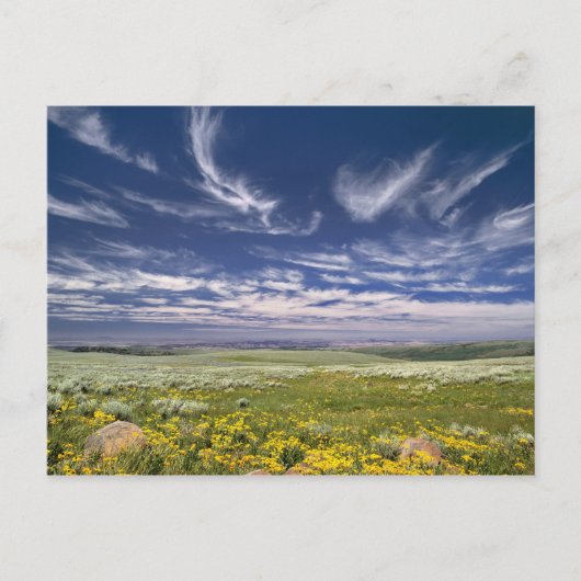 VS, Oregon, Steens Mountain. Lente bloeit Briefkaart (Voorkant)
