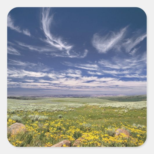 VS, Oregon, Steens Mountain. Lente bloeit Vierkante Sticker (Voorkant)