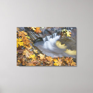 VS, Oregon, Sweet Creek. Gevallen esdoornbladeren Canvas Afdruk