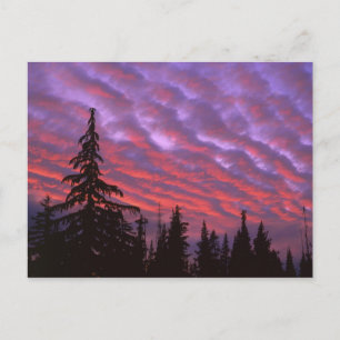 VS, Oregon, Three Sisters Wilderness, Levendig Briefkaart