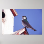 VS, Oregon. Violet-Green Slik Tachycineta Poster (Voorkant)