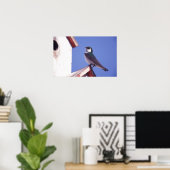 VS, Oregon. Violet-Green Slik Tachycineta Poster (Thuiskantoor)