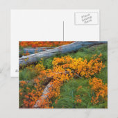 VS, Oregon, Willamette National Forest Briefkaart (Voorkant / Achterkant)
