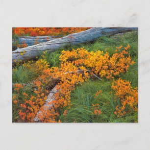 VS, Oregon, Willamette National Forest Briefkaart
